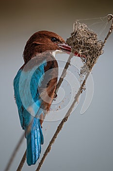 Vertical shot of White-throated kingfisher against blurred background