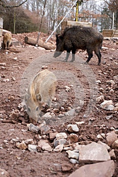 Vertical shot of wild boars in a natural environment