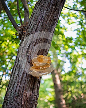 Vertical shot of wild fungi grown on a tree trunk