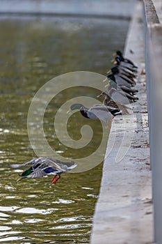 Vertical shot of wild mallard ducks standing behind the fence near the water ready to swim