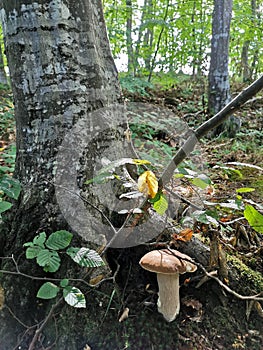 Vertical shot of a wild mushroom growing near tree roots