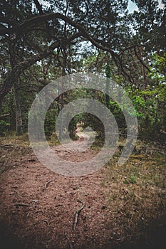 Vertical shot of a Winding path in the forest of Trollskogen island