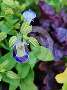 Vertical shot of a wishbone-flower