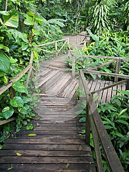 Vertical shot of a wooden curvy pathway in the middle of a forest surrounded by green plants