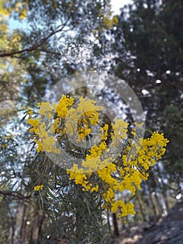 Vertical shot of yellow Acacia pycnantha tree