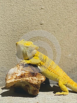 Vertical shot of a yellow Agamidae leaning on a rock and resting under the sunlight