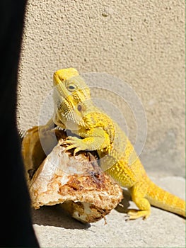 Vertical shot of a yellow Agamidae leaning on a rock and resting under the sunlight