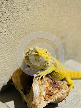 Vertical shot of a yellow Agamidae leaning on a rock and resting under the sunlight