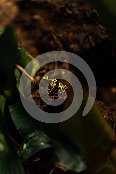 Vertical shot of a Yellow-banded poison dart frog