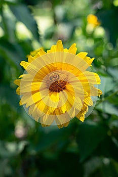 Vertical shot of a yellow False sunflower in a garden in a blurred background photo