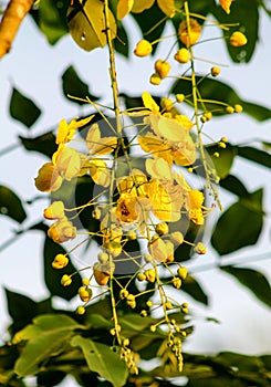 Vertical shot of yellow flowers on Golden shower tree