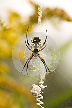 Vertical shot of a Yellow Garden Spider (Argiope aurantia)  on a cobweb