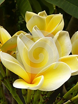 Vertical shot of a yellow Plumeria blunt growing in the garden