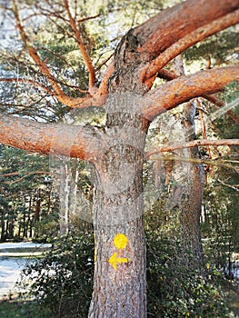 Vertical shot of a yellow trail sign on a tree in Cercedilla, Sierra de Guadarrama, Spain photo
