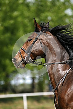 Vertical shot of a young beautiful show jumper stallion