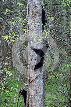 Vertical shot of a young black bear climbing a tree in Cades Cove Valley in Tennessee