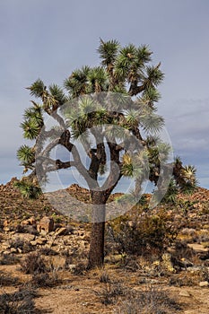 Vertical shot of a Yucca brevifolia  in Joshua Tree National Park in California