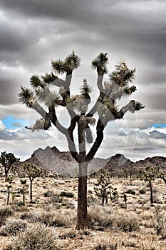 Vertical shot of a Yucca brevifolia in Joshua Tree National Park in California