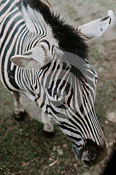 Vertical shot of a Zebra in Bali Safari and Marine Park