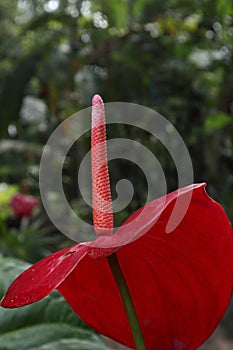 Vertical side view of a mature Anthurium spadix of a red Anthurium flower