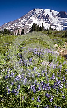 Vertical Slope Mt Rainier Lupine Wildflowers Flora