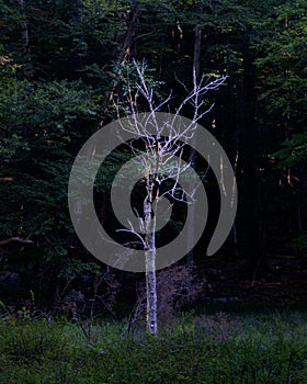 Vertical of a small leafless tree captured against the foliage of a dense forest