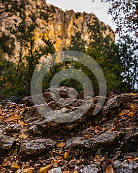 Vertical of sonesin a forest in the Blanc-Martel trail in La Palud-sur-Verdon, France