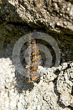 Vertical sot of a hairy caterpillar about to pupate hanging from a rock