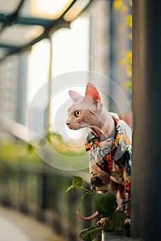 Vertical Sphinx hairless cat in clothes play outdoor with greens