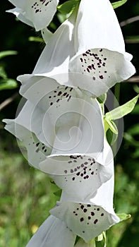 White Foxglove Bells photo