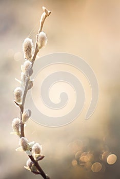 Vertical Spring Template With pussy willow branch