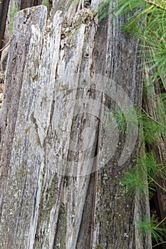 Vertical Stack of Aged Boards