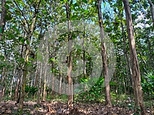 The vertical structure of the teak ecosystem in the tropical climate forms the stratification of the header in the plant community