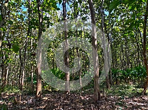 The vertical structure of the teak ecosystem in the tropical climate forms the stratification of the header in the plant community