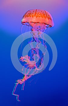 Vertical stunning dreamy shot of a jellyfish