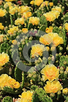 Vertical Succulent cacti with yellow blossoms close