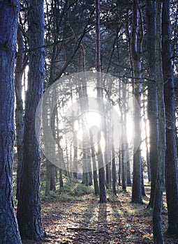 Vertical of sunlight beaming through leafless trees in Sutton park, Birmingham, UK