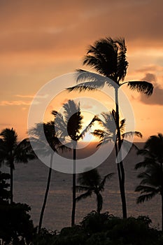 Vertical Sunset with Sun on Ocean Horizon and Palm Trees Silhouette
