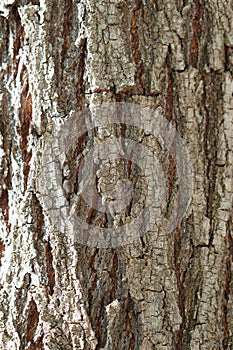 vertical texture of pine bark