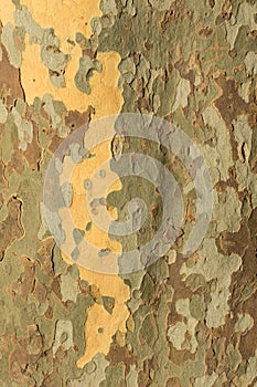 Vertical texture of tree bark
