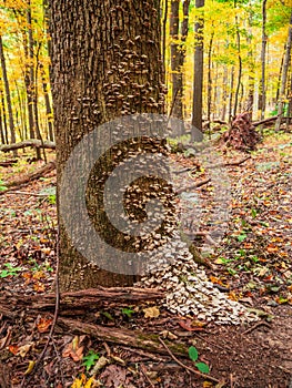 Vertical of the texture of a tree trunk captured in a forest with autumn foliage, fallen leaves