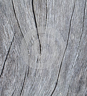 Vertical timber texture close up photo. Monochrome wood background.