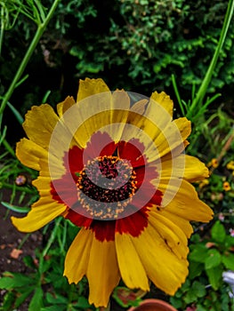 Vertical top view of a blooming red yellow tickseed flower