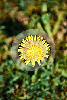 Vertical top view of the bright yellow dandelion flower