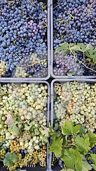 Vertical top view of grapes in baskets after the harvest in  Aleksandrovac,Serbia