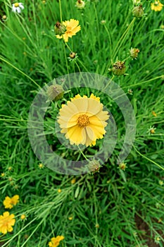 Vertical top view of a Lance-leaved coreopsis