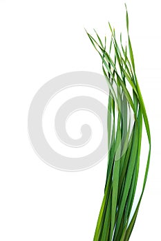Vertical top view of oat grass on white background. Young green leaves of Avena sativa. Copy space for text