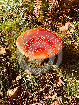 Vertical top view of a poisonous fly agaric mushroom captured under sunlight surrounded by foliage