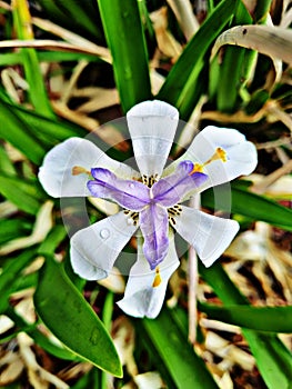 Vertical top view shot of a fortnight lily flower in the garden.