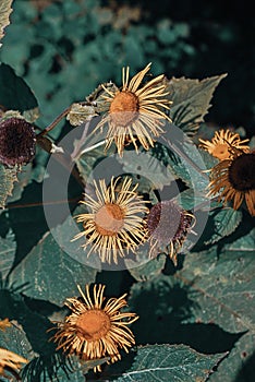 Vertical top view of wizened ragwort flowers